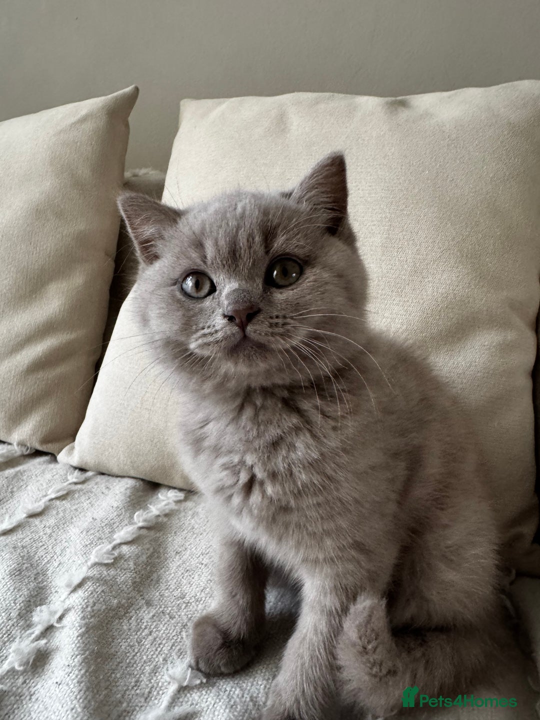 British Shorthair cats for sale: Beautiful Lilac BSH Kittens – Pedigree Parents - Advert 8