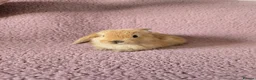 Mini Lop rabbits for sale: Mini lop rabbits.  - Advert 4