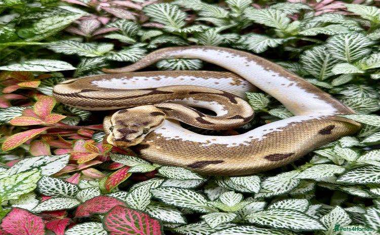 Python Snake reptiles - Advert 1