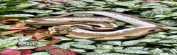 Python Snake reptiles for sale: Mixture of Royal Pythons, Corn Snakes, Sand Boa - Advert 1