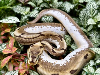 Python Snake reptiles Royal Pythons & Corn Snakes - Advert 10