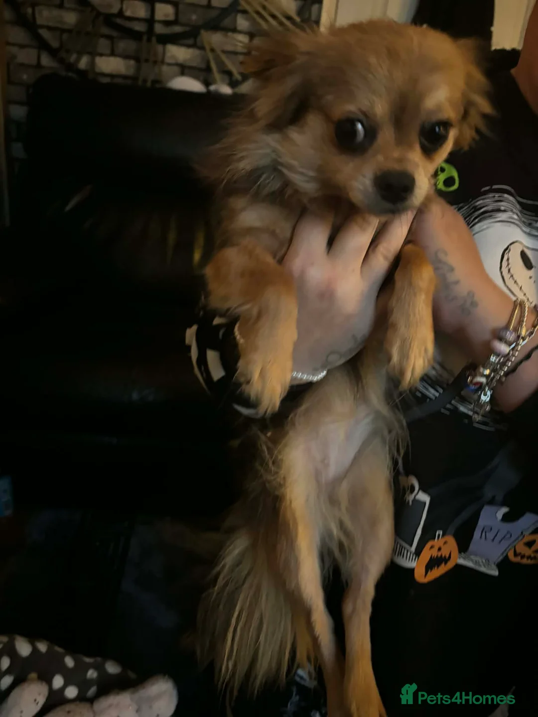 Chihuahua dogs for sale: Beautiful Female Merle Chihuahua  - Advert 2