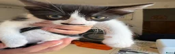 Mixed Breed cats for sale: Beautiful Kittens for Sale.  in Benfleet - Advert 6