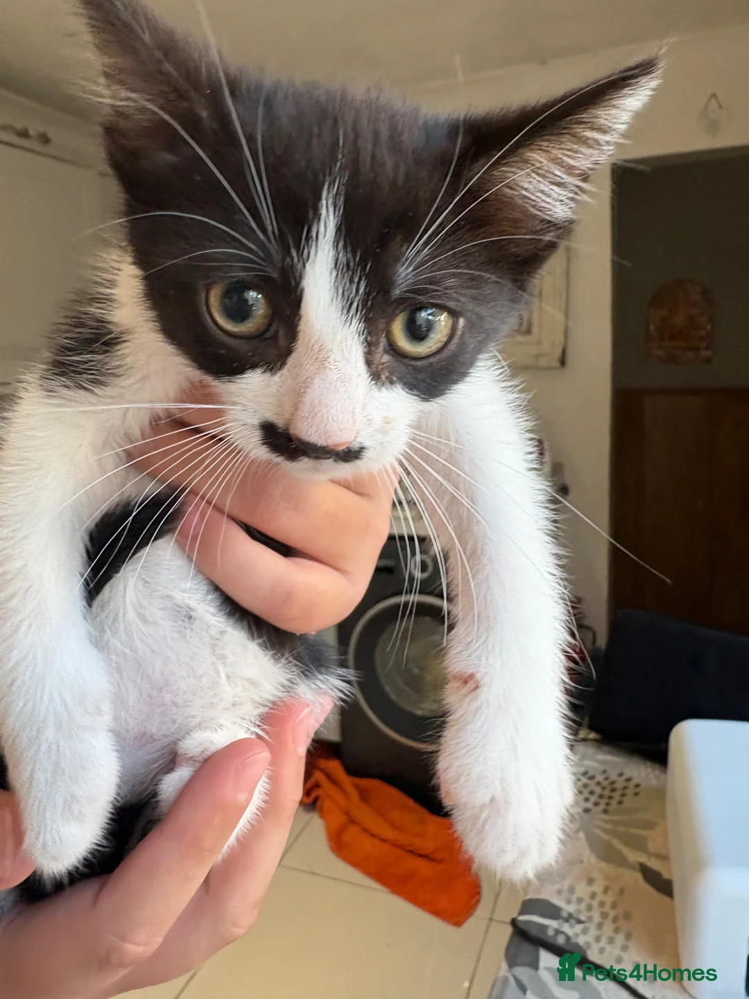 Mixed Breed cats for sale: Beautiful Kittens for Sale.  in Benfleet - Advert 6
