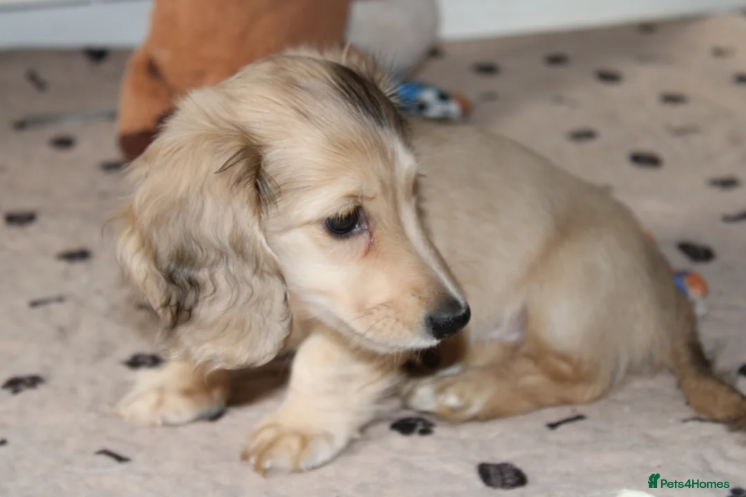 Miniature Dachshund dogs for sale: Cream dapple girl  - Advert 2