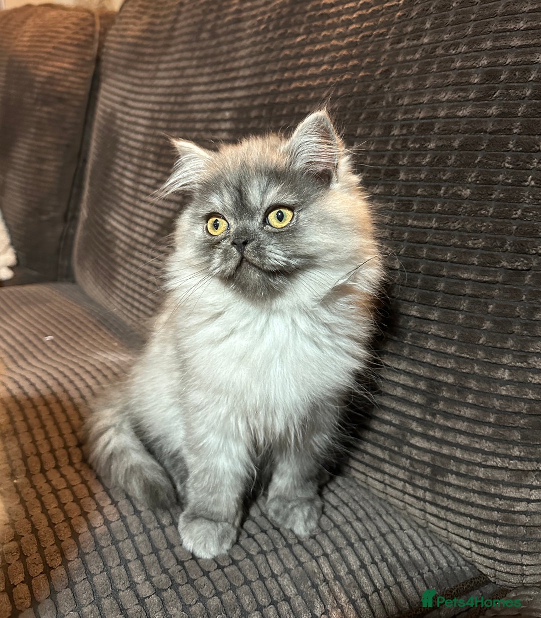 Persian cats for sale: 2 gorgeous cuddly Persian baby boys💙 - Advert 11