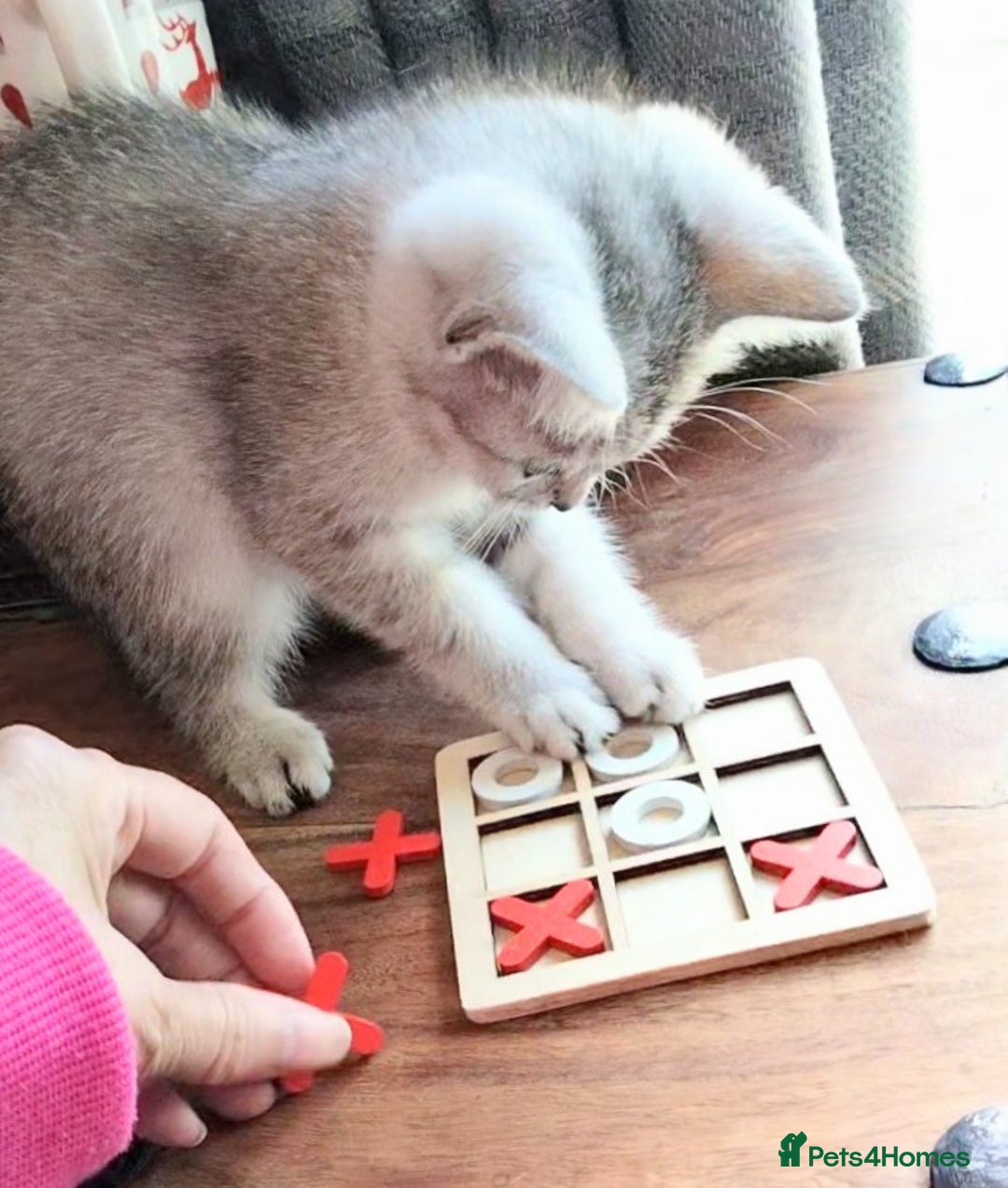 British Shorthair cats for sale: Now Ready to leave! Cute Little British Shorthair - Image 35
