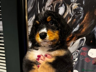 Bernedoodle dogs - Advert 1