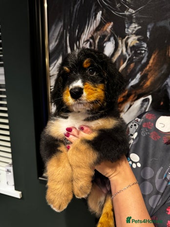 Bernedoodle dogs - Advert 1