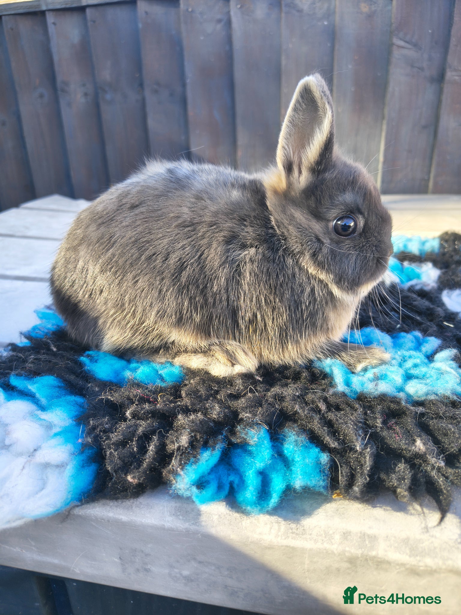 Netherland Dwarf rabbits beautiful Netherland dwarf baby - Advert 11