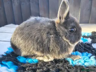 Netherland Dwarf rabbits beautiful Netherland dwarf baby - Advert 11
