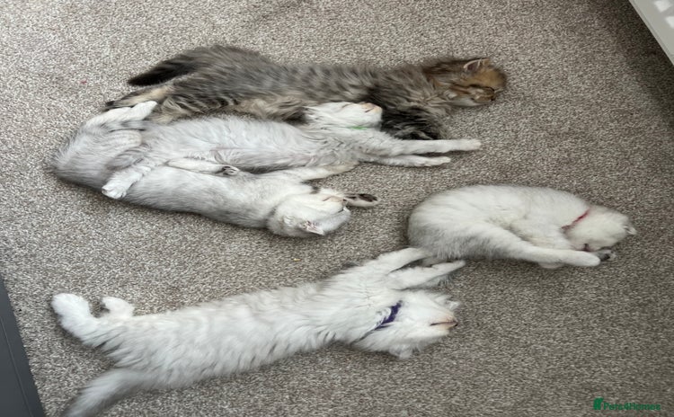 Mixed Breed cats - Advert 8