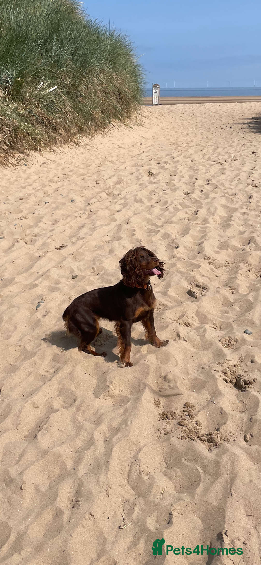 Cocker Spaniel dogs for sale: Cocker Spaniel Pups Outstanding Pedigree Lines! - Advert 35