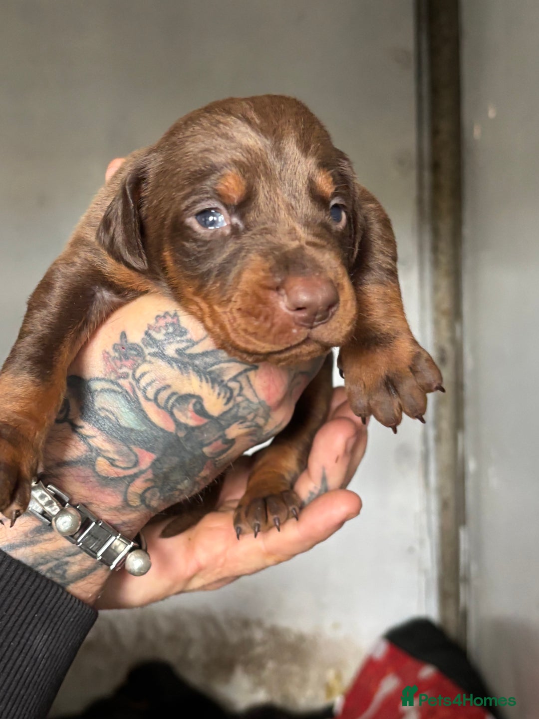 Dobermann dogs for sale: Stunning KC Dobermans champion bloodlines  - Advert 17