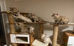 Bengal cats for sale:  Beautiful Bengal ready to reserve - Image 15