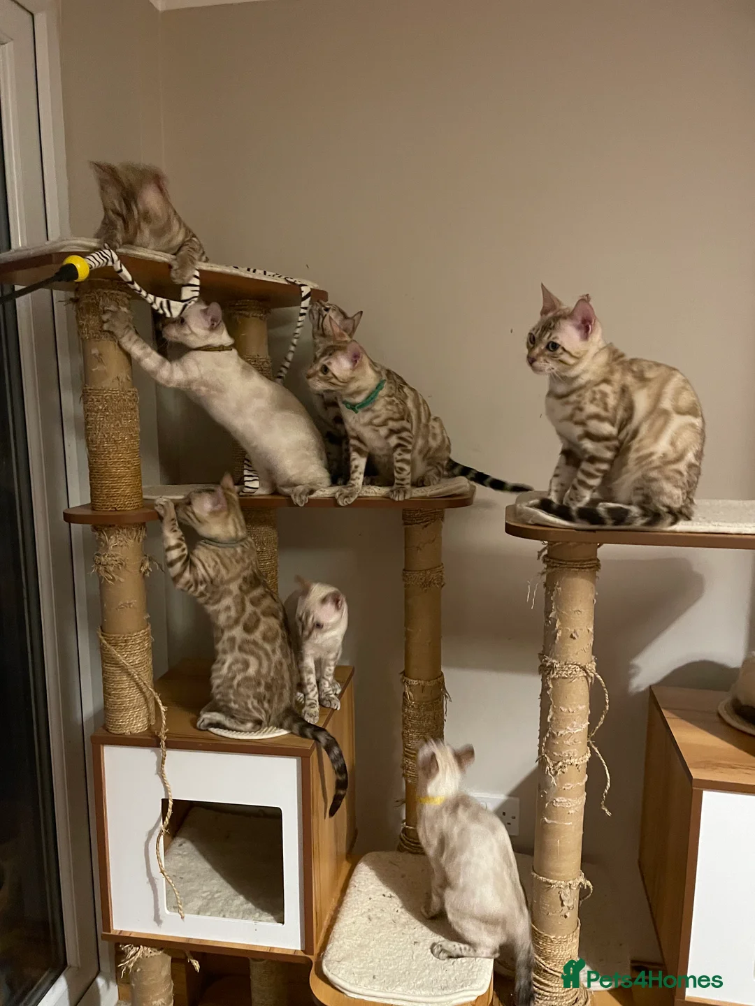 Bengal cats for sale:  Beautiful Bengals able to leave. - Advert 21