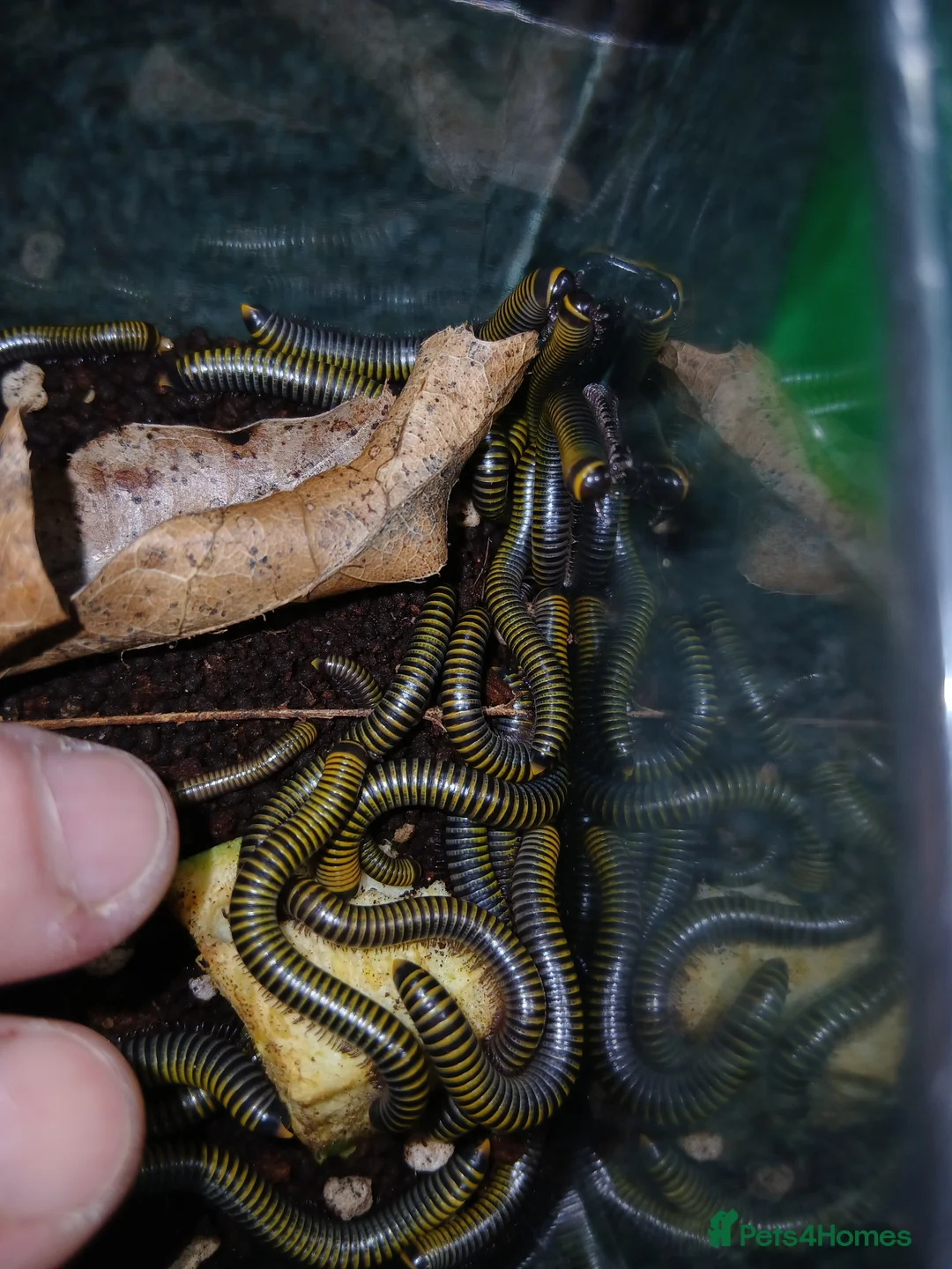 Millipedes invertebrates for sale: Captive Bred Bumblebee Millipedes – Easy Beginner - Advert 4