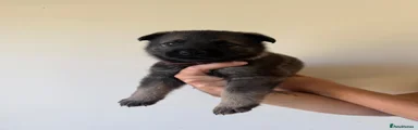 Brown Collar