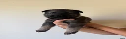 German Shepherd dogs for sale: German Shepherd Puppies - Advert 20