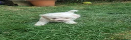 Mixed Breed dogs for sale: Bichone Frise 3 boys one girl  - Advert 12