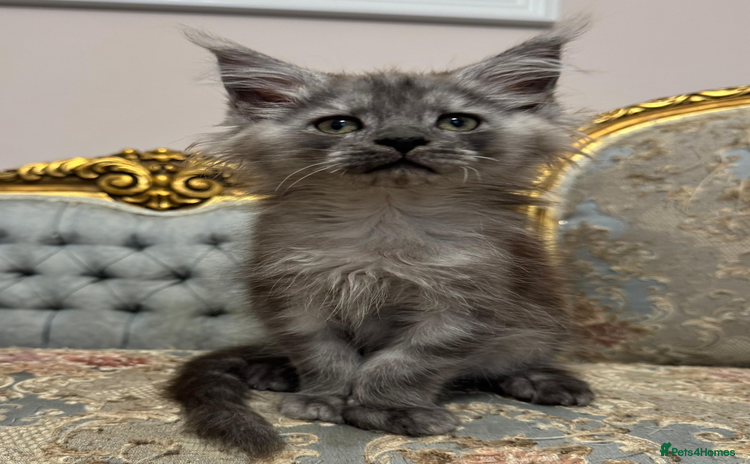 Maine Coon cats - Advert 12