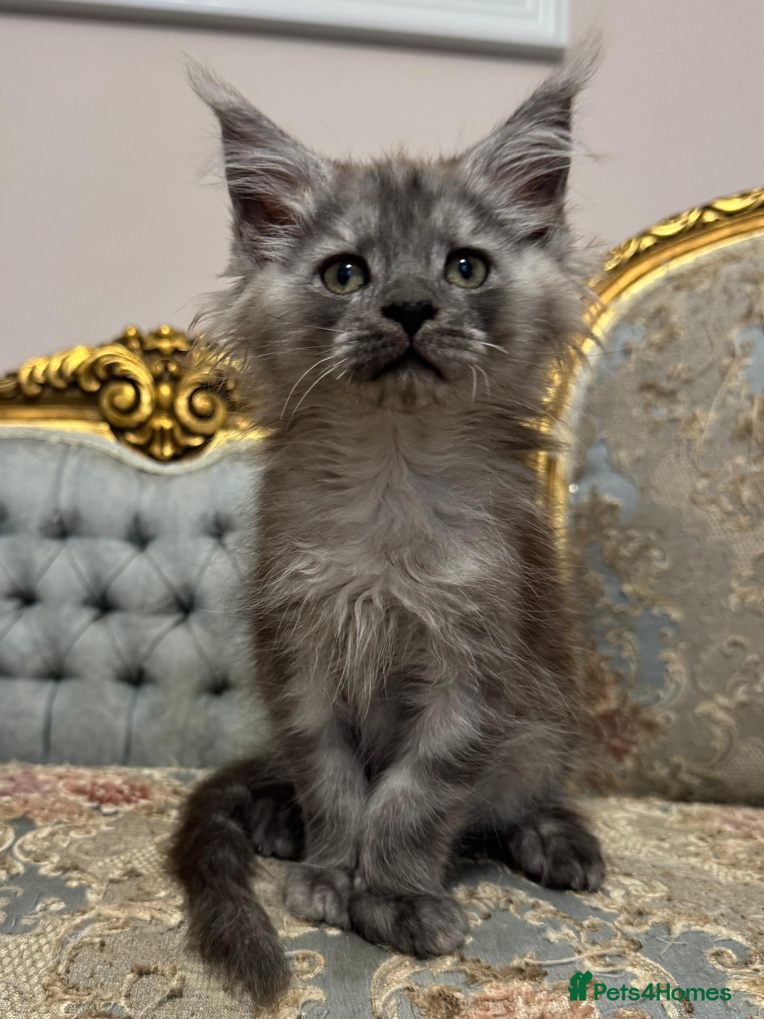 Maine Coon cats for sale: XXL Russian bloodline Maine Coon Kittens 20+Gen!🏆 - Image 1