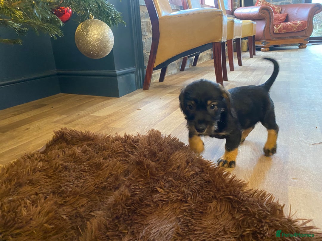 Mixed Breed dogs for sale: For Sale German wire haired pointer  x dashound  - Advert 6