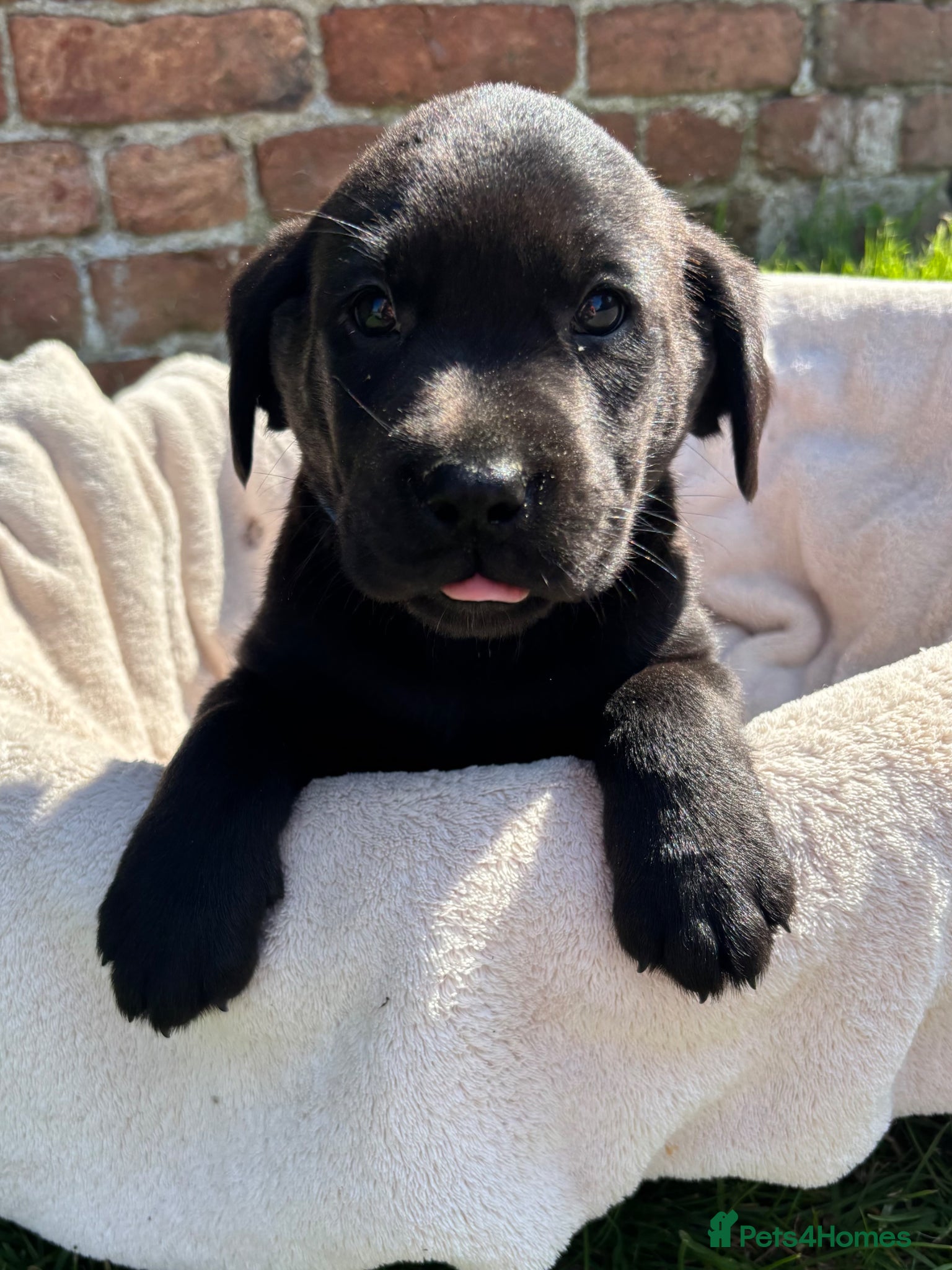 Labrador Retriever dogs Gorgeous Black Labs KC Registered Outstanding Hips - Advert 16