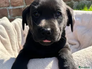 Labrador Retriever dogs Gorgeous Black Labs KC Registered Outstanding Hips - Advert 5