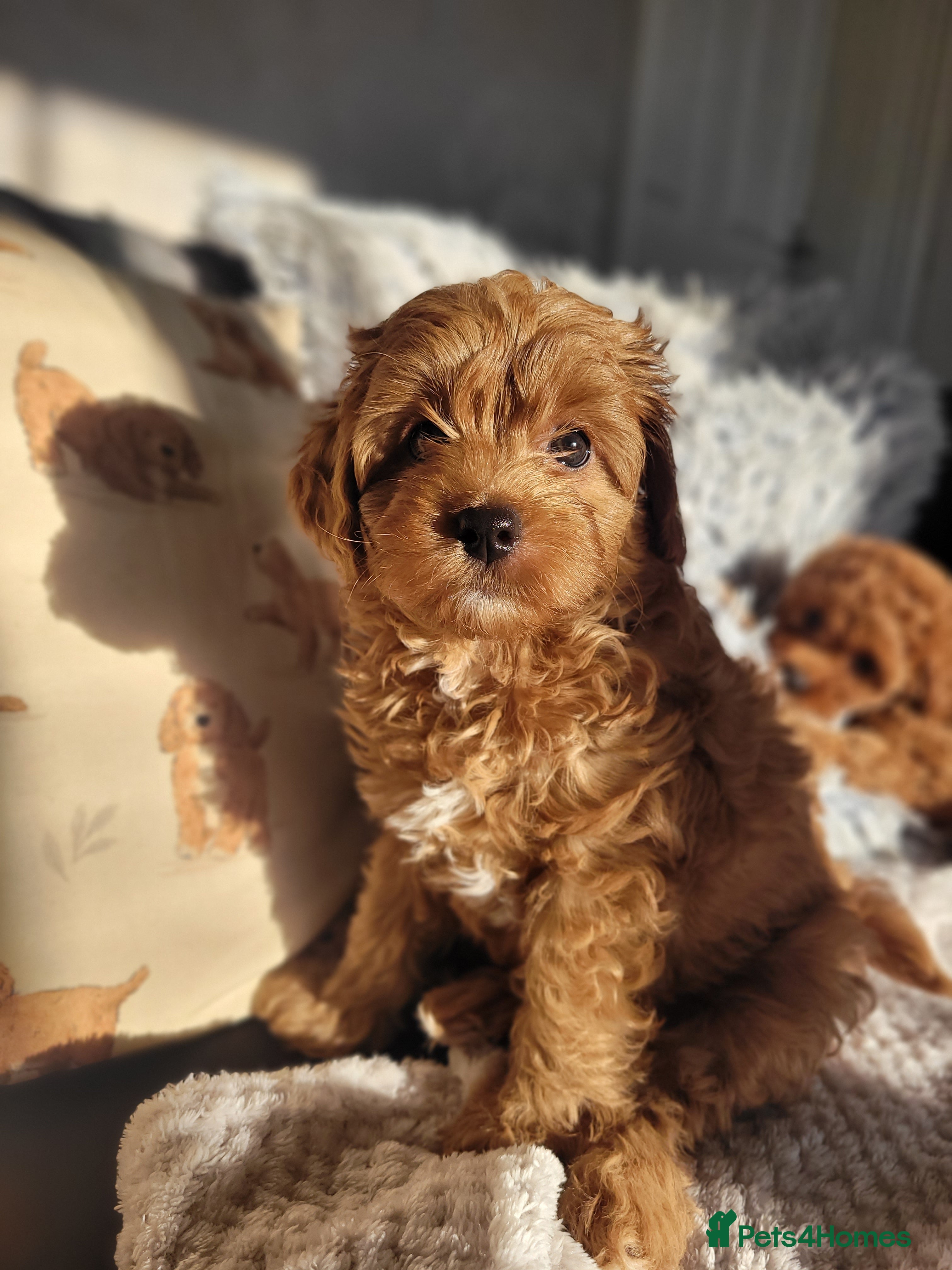 Cavapoo dogs Beautiful Female Cavapoo Puppy – Ready - Advert 16