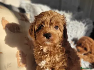 Cavapoo dogs Beautiful Female Cavapoo Puppy – Ready - Advert 3