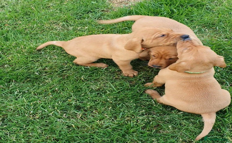 Labrador Retriever dogs - Advert 6