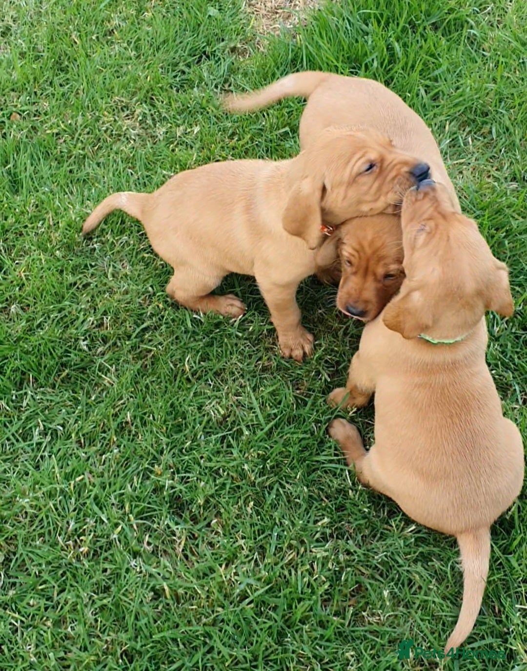 Labrador Retriever dogs for sale: **Only 2 Girls Left** Fox Red Labrador Puppies - Image 10