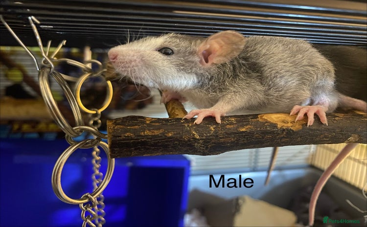 Rat rodents - Advert 4