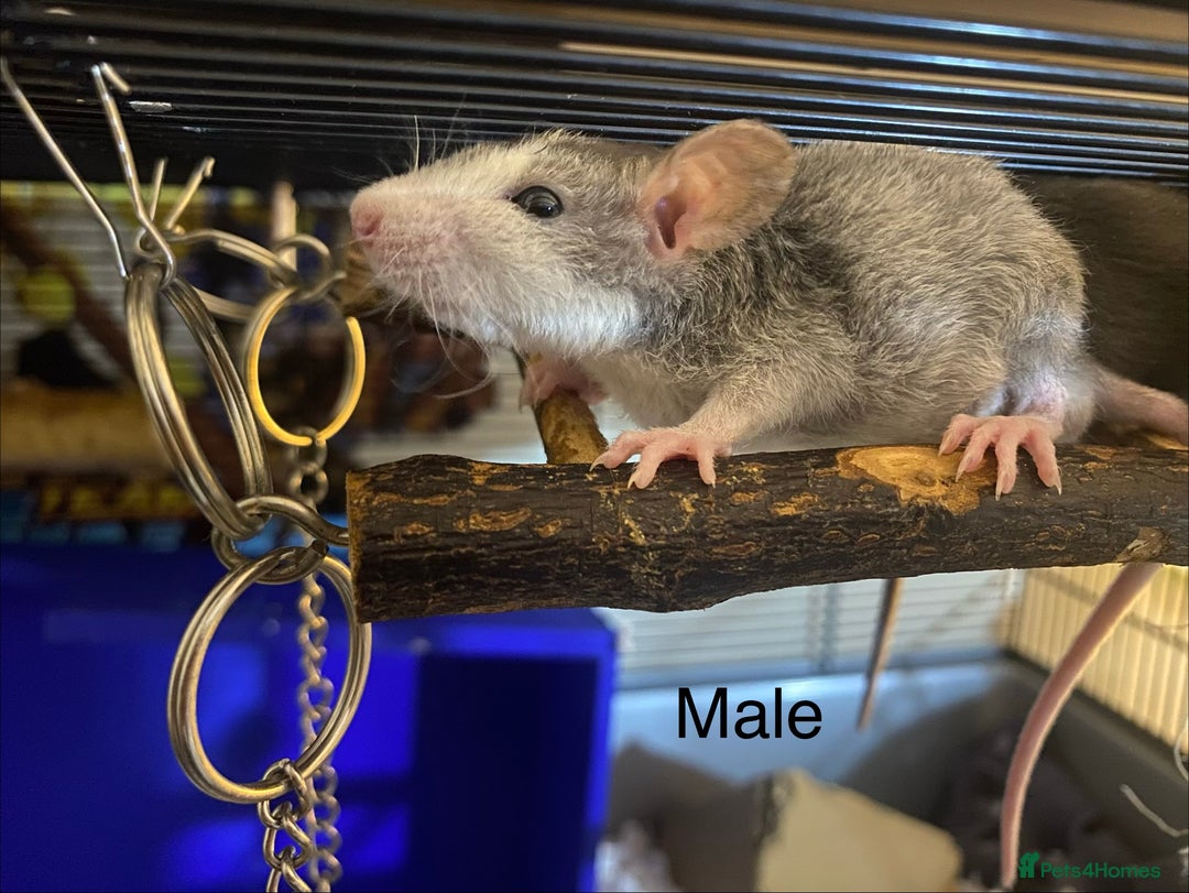 Rat rodents for sale: Baby Rats Male & Female - Image 1