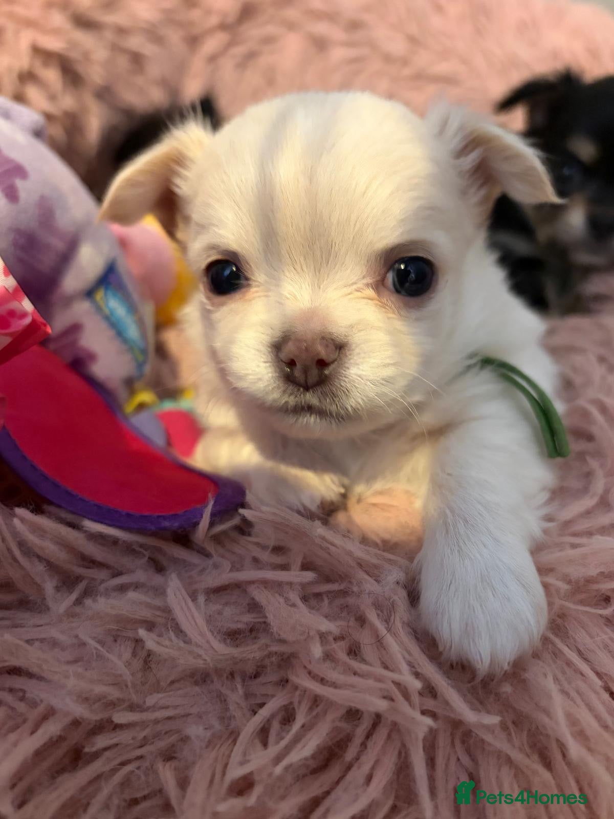 Chihuahua dogs 🐾 TINY KC registered Chihuahua puppies 🐾 - Advert 2
