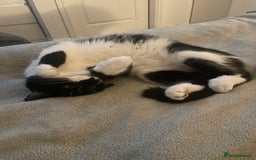 Mixed Breed cats for sale: 7 month female black and white cat - Image 3