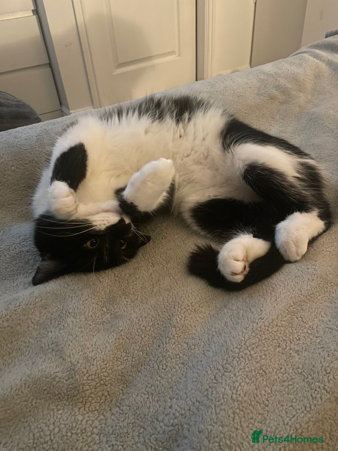 Mixed Breed cats for sale: 7 month female black and white cat - Image 3