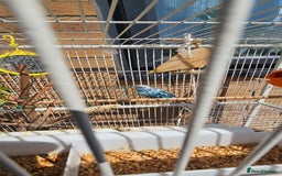 Budgerigars birds for sale: Budgies for sale! Food and 2 cages included! - Image 10