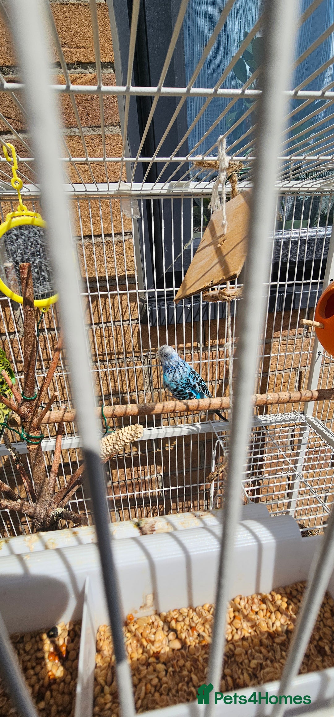 Budgerigars birds for sale: Budgies for sale! Food and 2 cages included! - Image 10