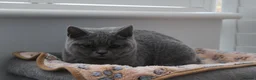 British Shorthair cats for sale: Blue British Shorthair ✨ chunky teddy bear kittens - Advert 11