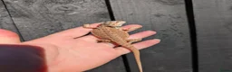 Bearded Dragon reptiles for sale: Baby bearded dragons - Advert 7