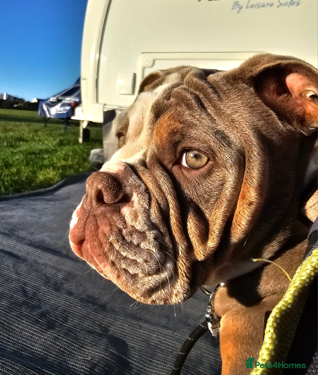 Mixed Breed dogs for sale: The tale of 2 sisters - Image 17