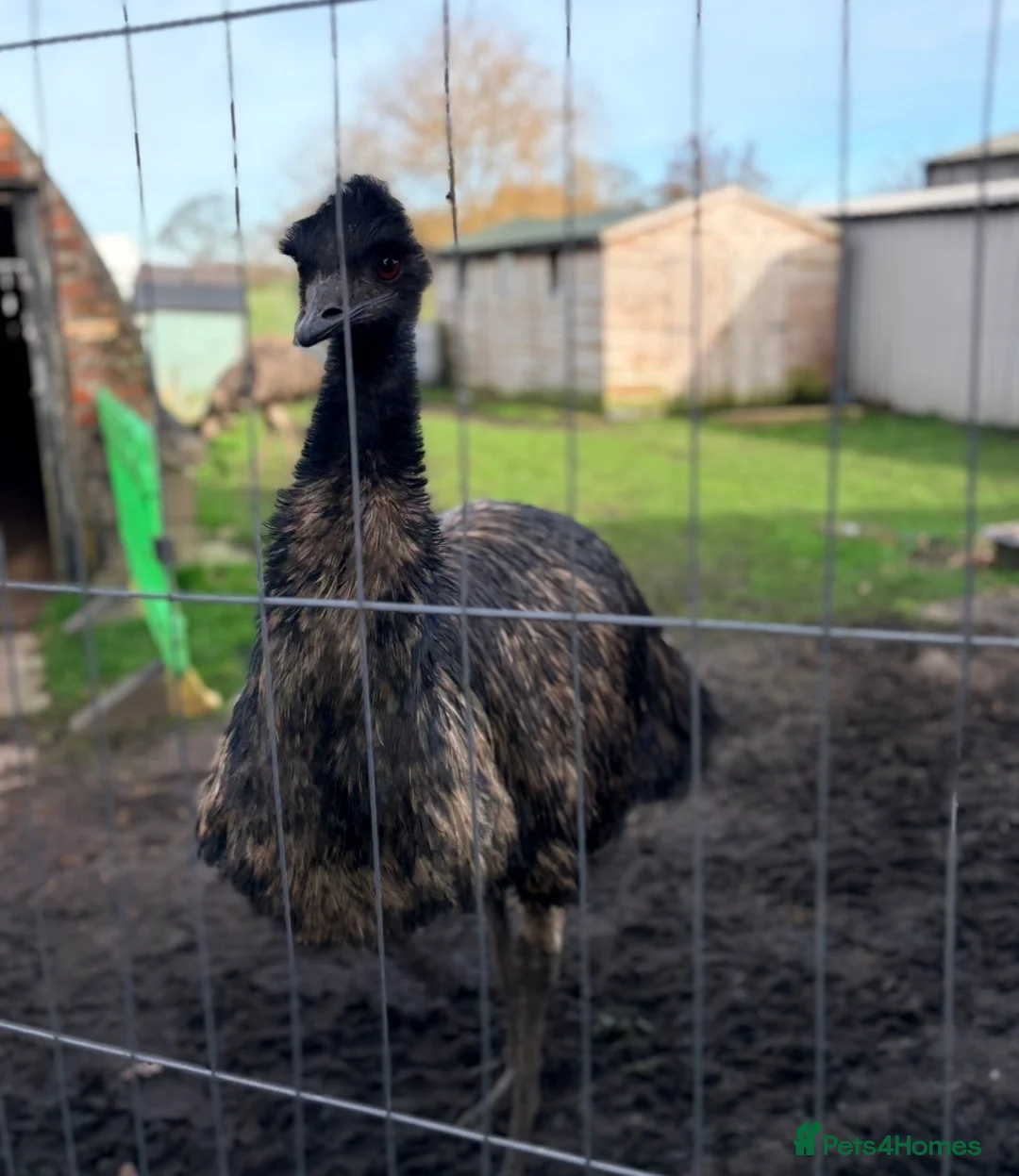 Emus poultry for sale: Emu pair  - Advert 2