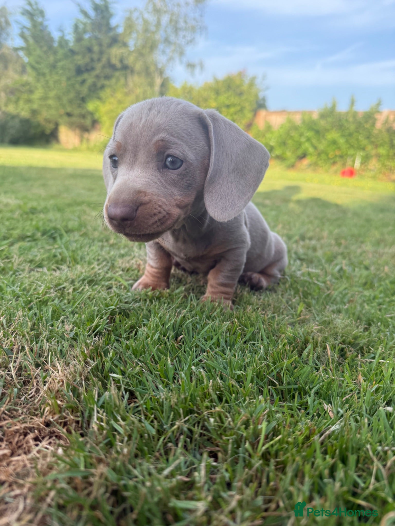 Miniature Dachshund dogs Isabella boy ready now - Advert 15