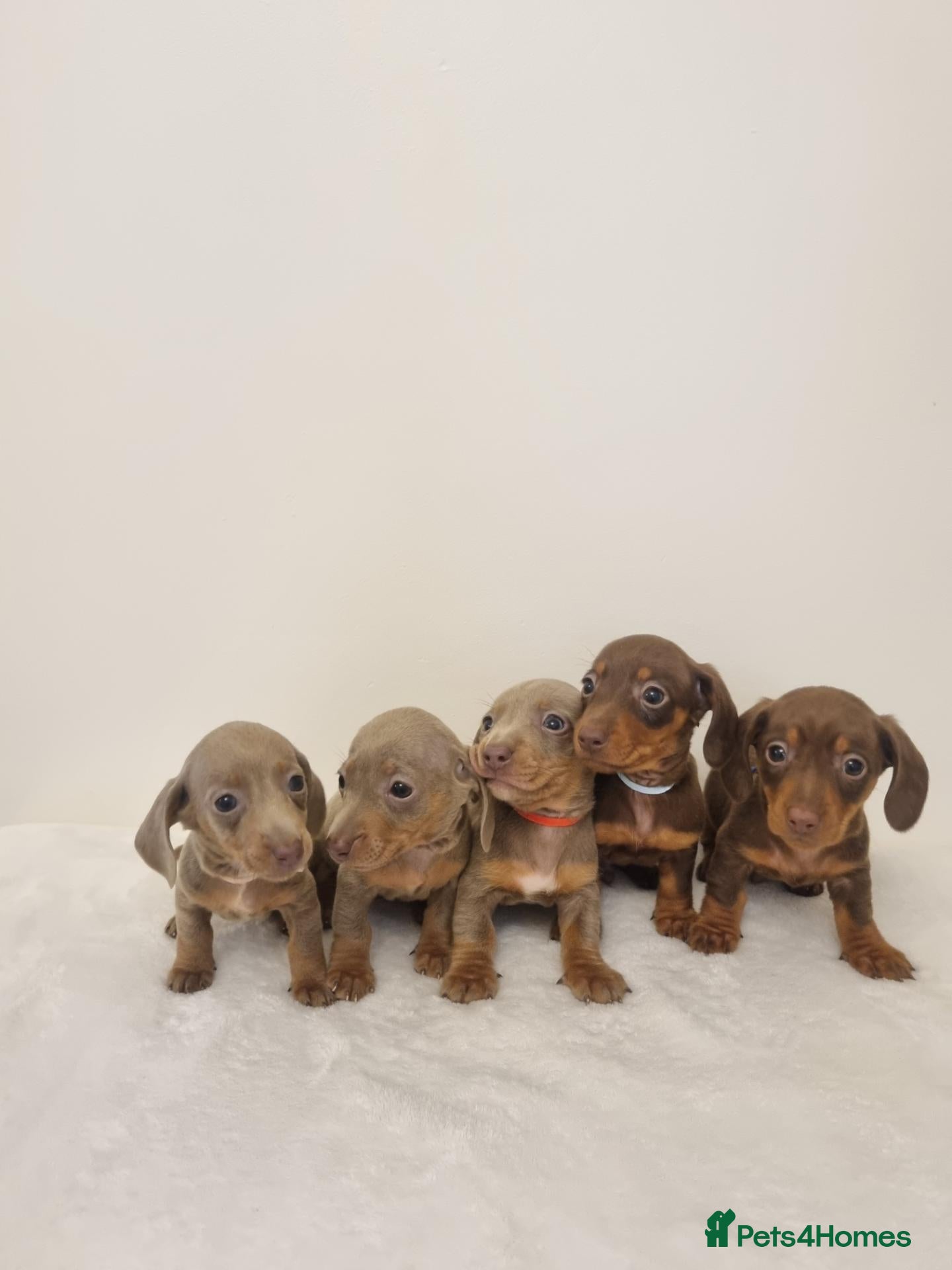 Miniature Dachshund dogs for sale: Beautiful Miniature Dachshund Puppies 3 Available - Advert 5