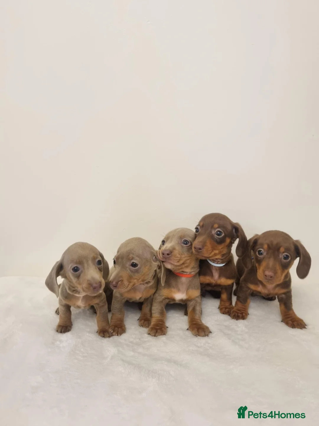 Miniature Dachshund dogs for sale: Beautiful Miniature Dachshund Puppies 3 Available - Advert 1