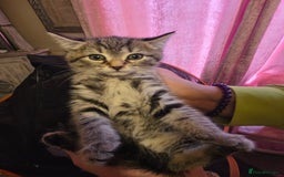 Mixed Breed cats for sale: Tabby mixed stunning litter - Image 18