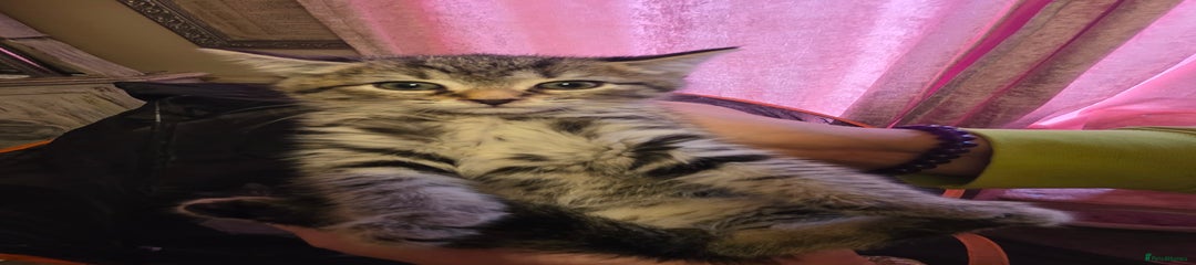 Mixed Breed Kitten 4