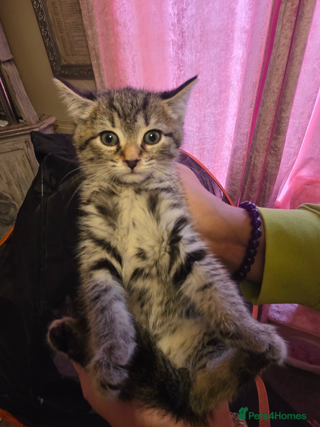 Mixed Breed cats for sale: Tabby mixed stunning litter - Image 18